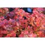 HÄCK BJÖRKSPIREA 15-30CM 10-PACK BARROT