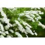 HÄCK NORSKSPIREA 'GREFSHEIM' 30-50CM 100-PACK BARROT