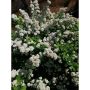 HÄCK BJÖRKSPIREA 15-30CM 100-PACK BARROT