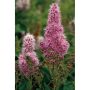 HÄCK KLASESPIREA 40-60CM 100-PACK BARROT