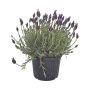 SKÄRMLAVENDEL LAVANDULA STOECHAS KRUKA 18CM