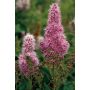HÄCK KLASESPIREA 40-60CM 10-PACK BARROT