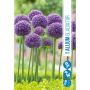 HÖSTLÖK ALLIUM GLADIATOR 1ST