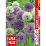 HÖSTLÖK ALLIUM BUBBLE BLANDAD 15ST