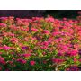 HÄCK ROSENSPIREA 20-30CM 100-PACK BARROT