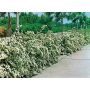 HÄCK BUKETTSPIREA 50-80CM 100-PACK BARROT