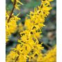 SOLITÄR HYBRIDFORSYTHIA LYNWOOD 125-150CM