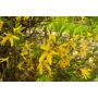SOLITÄR HYBRIDFORSYTHIA LYNWOOD 125-150CM