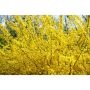 SOLITÄR HYBRIDFORSYTHIA LYNWOOD 125-150CM