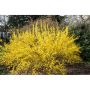 SOLITÄR HYBRIDFORSYTHIA LYNWOOD 125-150CM