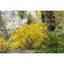 SOLITÄR HYBRIDFORSYTHIA LYNWOOD 125-150CM