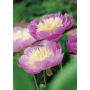 PERENN LUKTPION BOWL OF BEAUTY 4-PACK 