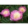 PERENN LUKTPION BOWL OF BEAUTY 
