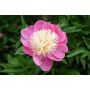 PERENN LUKTPION BOWL OF BEAUTY 