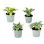 HOSTA MIX OLIKA SORTER KRUKA 12CM 1-STYCK