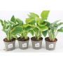 HOSTA MIX OLIKA SORTER KRUKA 12CM 1-STYCK