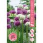 HÖSTLÖK ALLIUM LILA & VIT 2ST