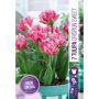 HÖSTLÖK TULIPA CRISPION SWEET 7ST