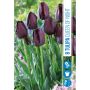 HÖSTLÖK TULIPAN QUEEN OF NIGHT 8ST      