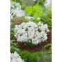 RHODODENDRON AMERIKANSK ALPROS DORA AMATEIS VIT 25-30CM KRUKODLAD 