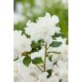 RHODODENDRON AMERIKANSK ALPROS DORA AMATEIS VIT 25-30CM KRUKODLAD 