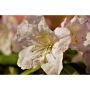 RHODODENDRON AMERIKANSK ALPROS DORA AMATEIS VIT 25-30CM KRUKODLAD 