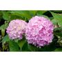 BUSKE HORTENSIA ENDLESS SUMMER ROSA KRUKODLAD 50-60CM 