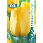 HÖSTLÖK TULIPA GOLDEN PARADE 5ST