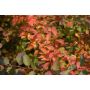 HÄCK GOLIAT BUKETTSPIREA 80-100CM 5-PACK