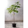 FIKONTRÄD FICUS CARICA BORNHOLMS DIAM 80-90CM