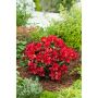 RHODODENDRON REVALPROS BADEN BADEN RÖD 15-20CM KRUKODLAD