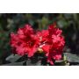 RHODODENDRON REVALPROS BADEN BADEN RÖD 15-20CM KRUKODLAD