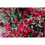 RHODODENDRON REVALPROS BADEN BADEN RÖD 15-20CM KRUKODLAD