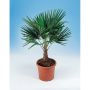 VÄDERKVARNSPALM 90-100CM