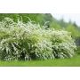 HÄCK GOLIAT BUKETTSPIREA 80-100CM 50-PACK