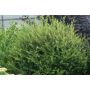 HÄCK GOLIAT BUKETTSPIREA 80-100CM 50-PACK