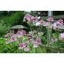 PERENN ASTRANTIA MAJOR