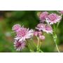 PERENN ASTRANTIA MAJOR