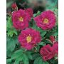 BUSKROS ROSA HANSA 1-PACK