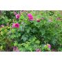BUSKROS ROSA HANSA 1-PACK