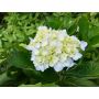 PRYDNADSBUSKE HYDRANGEA THE BRIDE 10-PACK