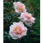 BUSKROS ROSA KALMAR 1-PACK