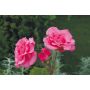 RABATTROS ROSA SOFIERO 1-PACK