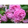 BUSKROS ROSA LOUISE ODIER 1-PACK