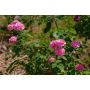 BUSKROS ROSA LOUISE ODIER 1-PACK