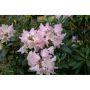 RHODODENDRON SILBERWOLKE VITROSA 25-30CM KRUKODLAD 10-PACK