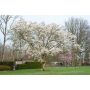 HÖGSTAMSTRÄD JAPANSK MAGNOLIA VIT 280-300CM STAMOMFÅNG 8-10CM