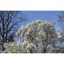 HÖGSTAMSTRÄD JAPANSK MAGNOLIA VIT 280-300CM STAMOMFÅNG 8-10CM