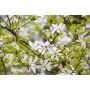HÖGSTAMSTRÄD JAPANSK MAGNOLIA VIT 280-300CM STAMOMFÅNG 8-10CM