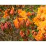 AZALEA KNAPHILL KLONDYKE ORANGE/GUL 30-40CM KRUKODLAD 10-PAC